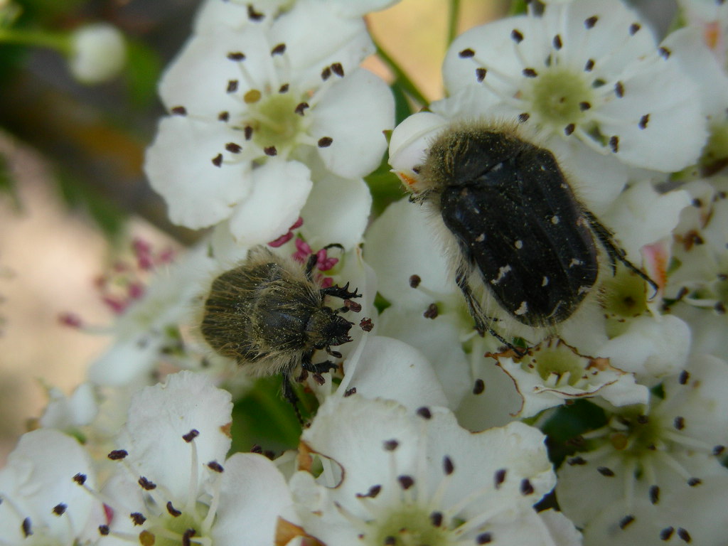 Tropinota sp.